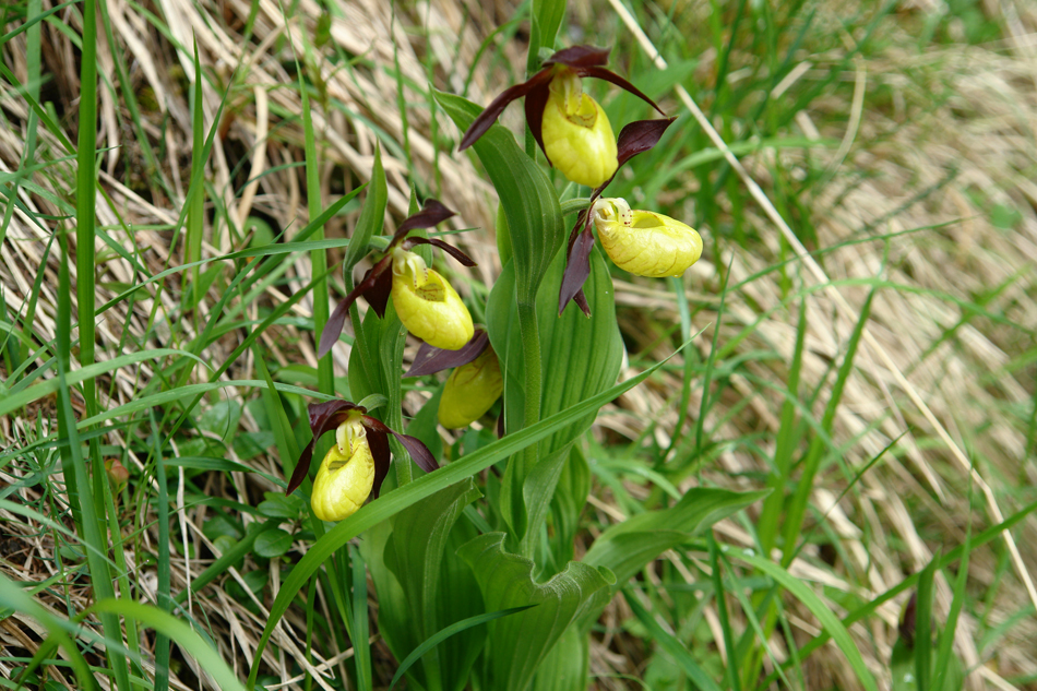 Cypripedium calceolus28